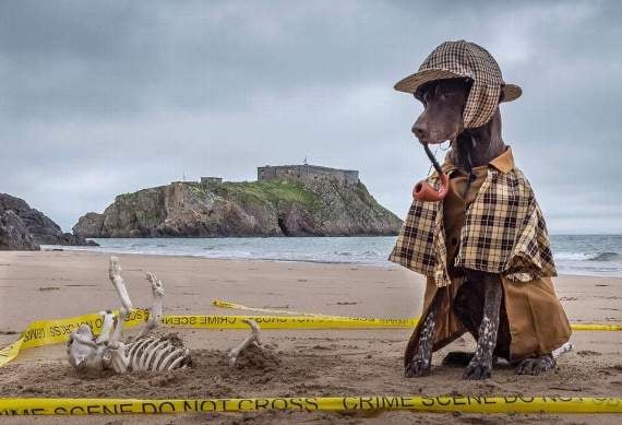 Model dog Bracken unleashes her latest 'Sherlock' inspired look