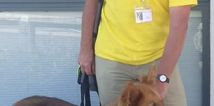 Caring canines enrich patients’ lives