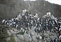 Bird flu outbreak confirmed on Pembrokeshire Coast