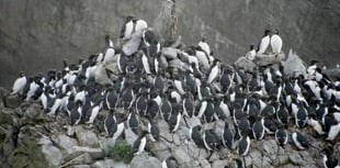 Bird flu outbreak confirmed on Pembrokeshire Coast