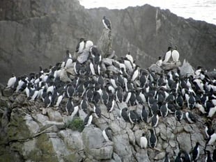 Protect seabirds: Share Marine Code