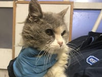 Search for owner of matted cat found in Clynderwen