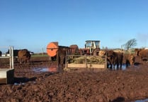 Pembrokeshire livestock owner convicted of animal welfare offences