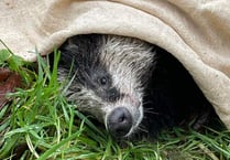 Injured Bryony the badger rescued by staff at Llys Y Frân