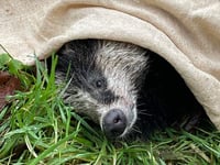Injured Bryony the badger rescued by staff at Llys Y Frân