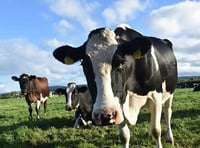NFU Cymru members to discuss bovine TB at Pembrokeshire meeting