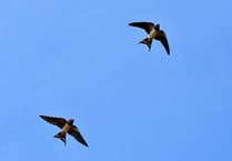 Swallow spotting a sure sign that spring is in the air