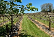 After a dormant winter, grapes start to swell for vineyard near Whitland