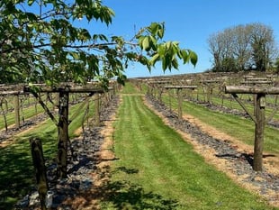 After a dormant winter, grapes start to swell for vineyard near Whitland