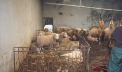 Three sentenced for food safety offences in Bramble Hall slaughterhouse case
