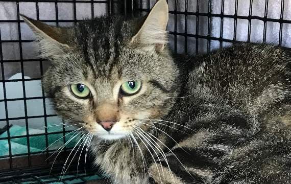 ‘Tonic’ the cat survives after being caught in 'barbaric' trap in Pembrokeshire