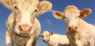 NFU Cymru survey shows one in five Welsh farmers were victims of crime last year