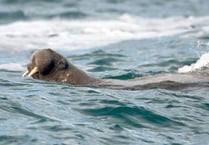 Has Wally waved farewell to Tenby?