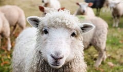 NFU Cymru welcomes new powers to tackle dog attacks on livestock