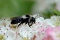 This World Bee Day (May 20), look out for solitary bees