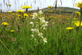 Discover meadows on your doorstep on Pembrokeshire Open Meadows Day