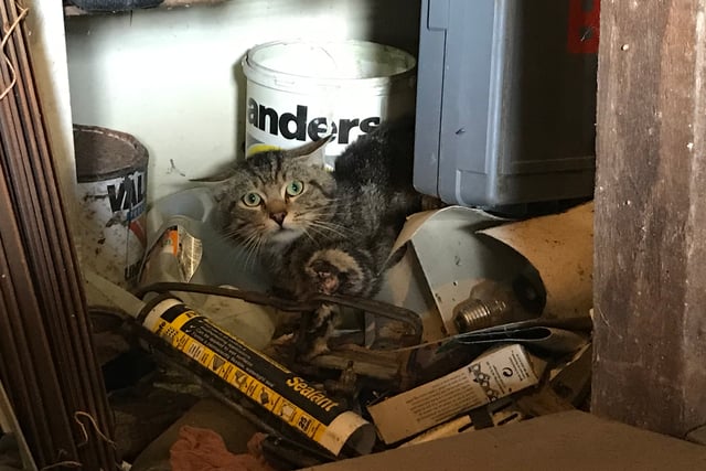 RSPCA braces for summer of suffering in Wales 