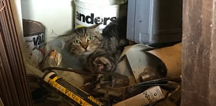 RSPCA braces for summer of suffering in Wales 