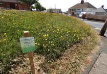 Pilot project for pollinators underway across Carmarthenshire