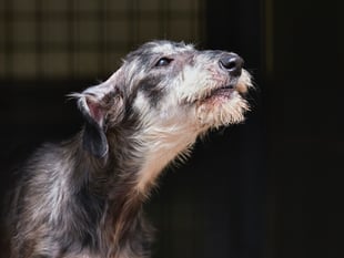 RSPCA top tips: What to do about barking dogs in your neighbourhood
