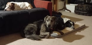 Long-stay Charlie’s Christmas wish comes true as he is finally adopted