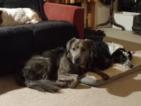 Long-stay Charlie’s Christmas wish comes true as he is finally adopted