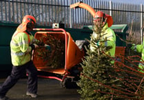 Pembrokeshire Council introducing Christmas tree collection charges