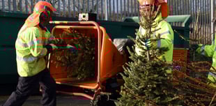 Pembrokeshire Council introducing Christmas tree collection charges