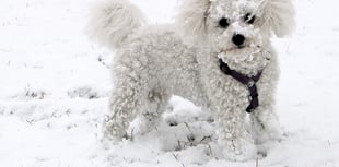 Keep your dogs safe and warm when the weather turns icy