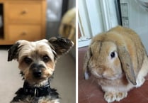 Hywel Dda Health Charities’  Pet Competition is back for 2023