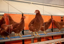 Higher welfare eggs still available despite bird flu restrictions