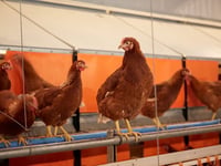 Higher welfare eggs still available despite bird flu restrictions