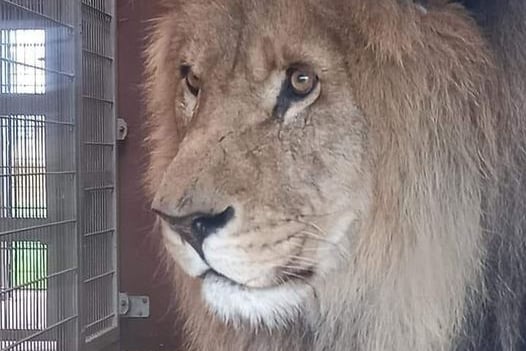 Hugo the lion at Folly Farm