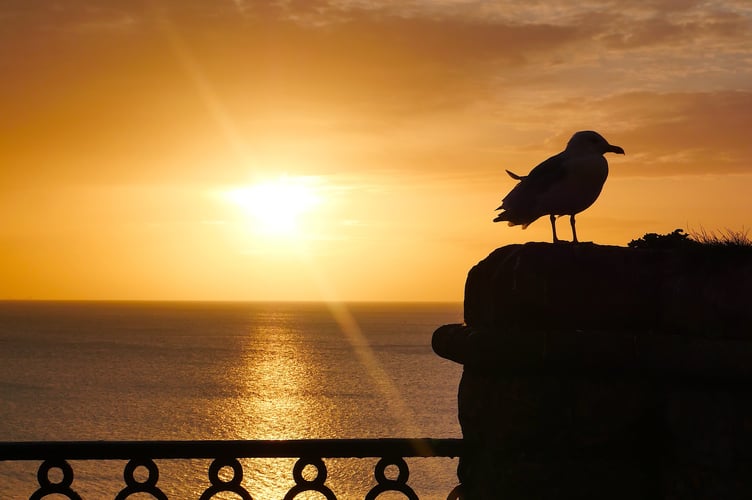 A seagull sunrise in Tenby