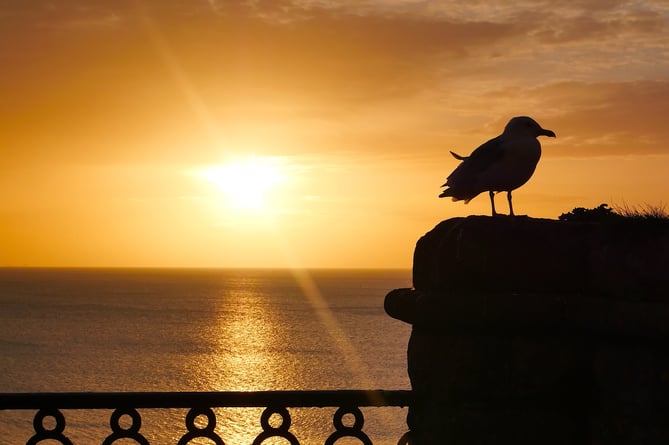 A seagull sunrise in Tenby