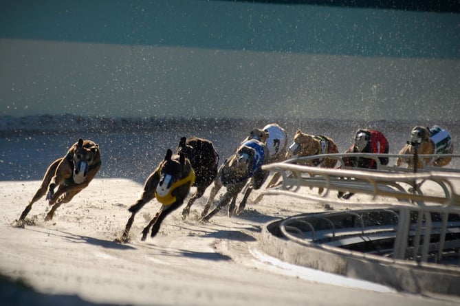 RSPCA handout of greyhound racing