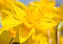 Choirs combine to celebrate  St Davids Day