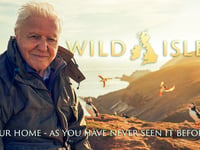 Pembrokeshire baby puffins star in episode 1 of Wild Isles