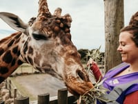 Folly Farm fascination for Saundersfoot WI