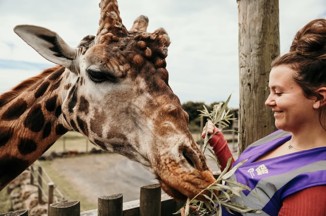Folly Farm giraffe feeding