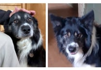 Missing dog: Can you find lost Collie ‘Tali’?