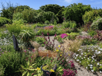 Pembrokeshire’s Perennial Nursery opens for 2023