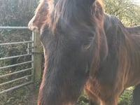 Woman sentenced after causing ‘unnecessary suffering’ to horse