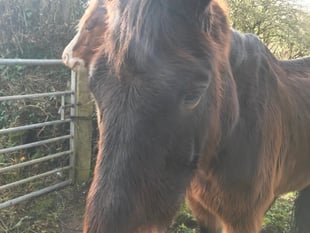 Woman sentenced after causing ‘unnecessary suffering’ to horse