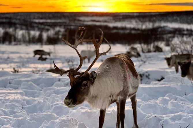 Sunrise and reindeer