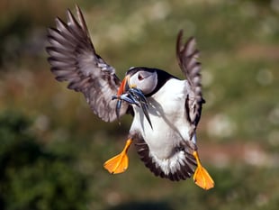 Birds and their conservation in Pembrokeshire
