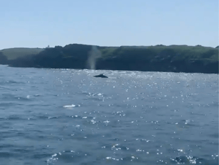 Having a whale of a time at Tenby!