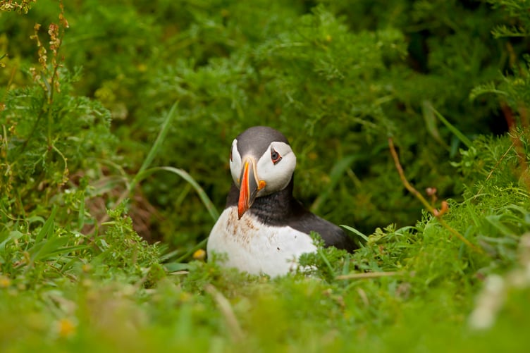 Puffin on Skomer Island