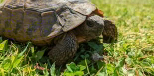 RSPCA appeal after stray tortoise found in Neyland