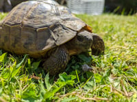 RSPCA appeal after stray tortoise found in Neyland